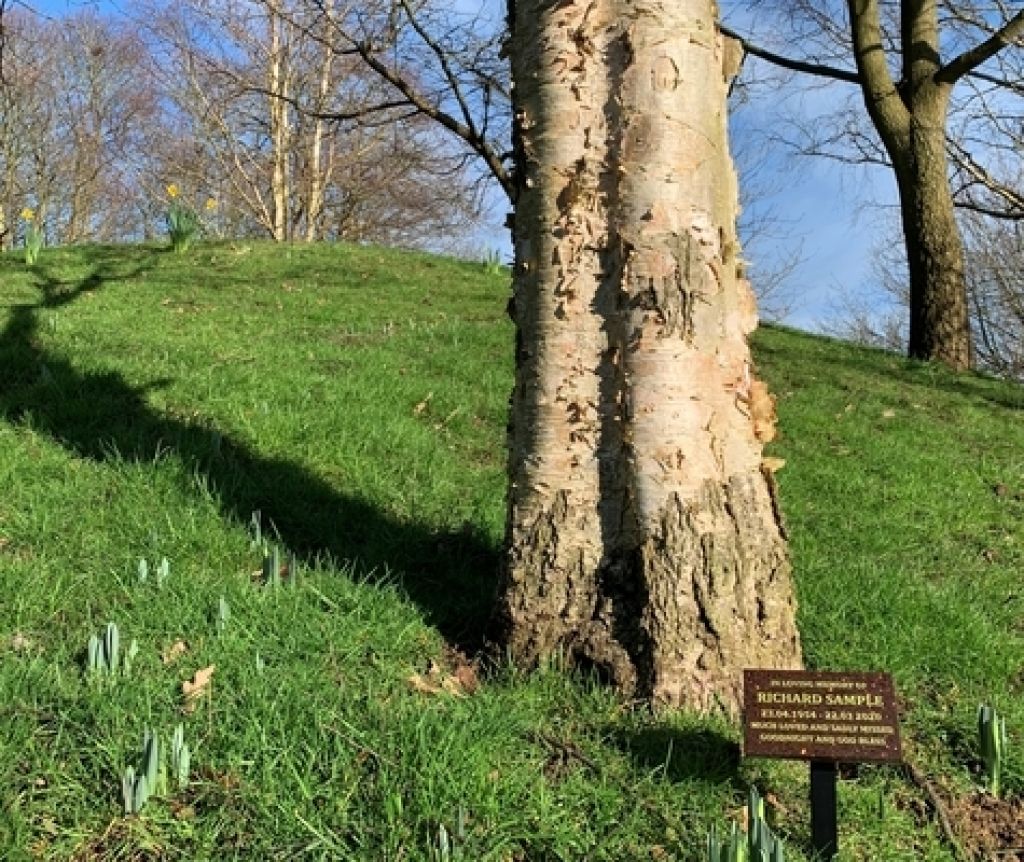 Tree and Plaque