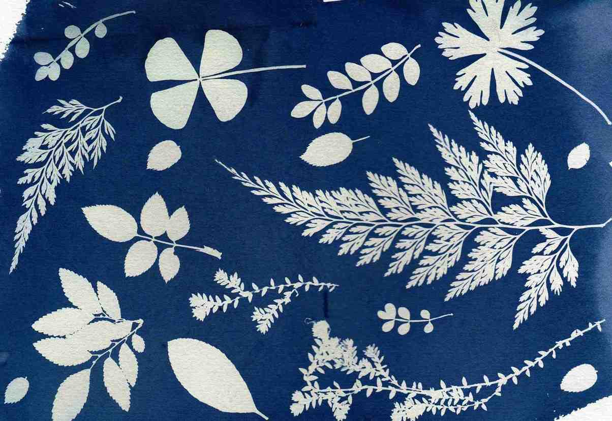An example of a cyanotype print created using flowers and leaves.